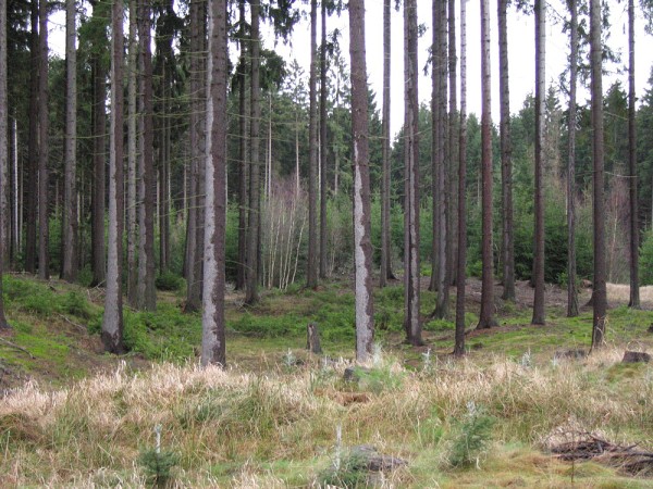Mostek 2007